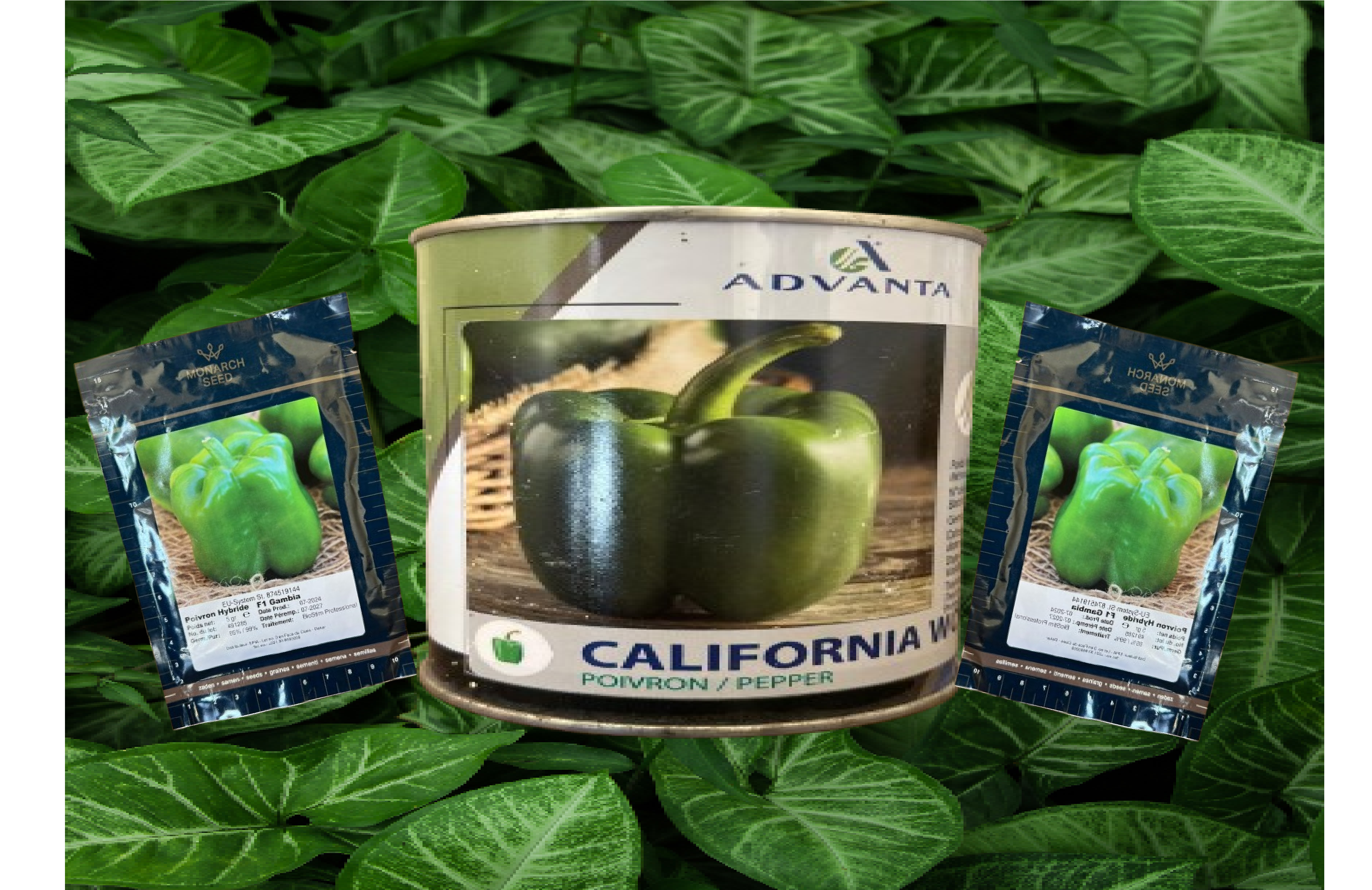 Poivron California